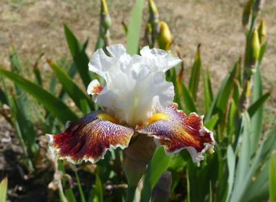 2023-06-01 Iris 'Wonders never cease' 1.jpg