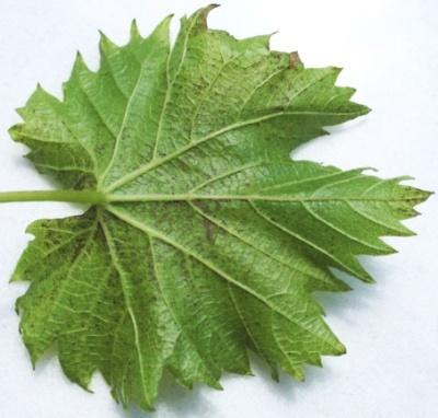 meinweinblatt.jpg