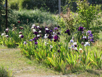 2023-06-01 Iris 1.jpg