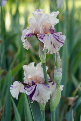 Brindled Beauty # BH.jpg
