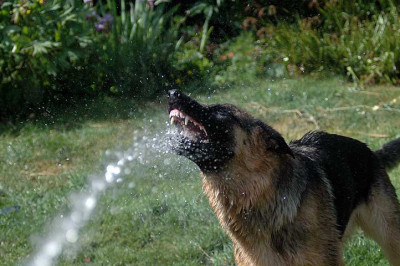 1dusche3061.jpg
