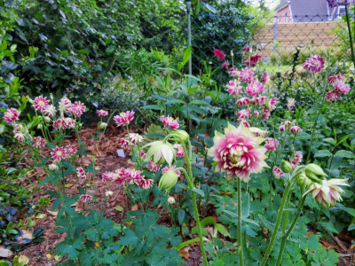 Aquilegia Nora Barlow &  Sämlinge.jpg