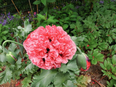 Papaver somniferum gefüllt.jpg