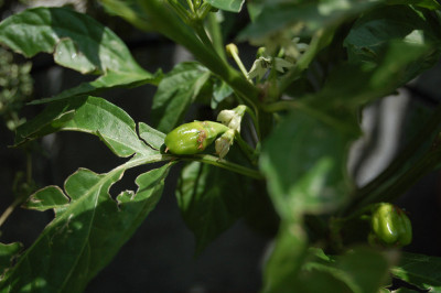 Habanero-Sativa-08.jpg