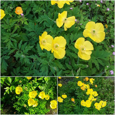 WaldScheinmohn.jpg