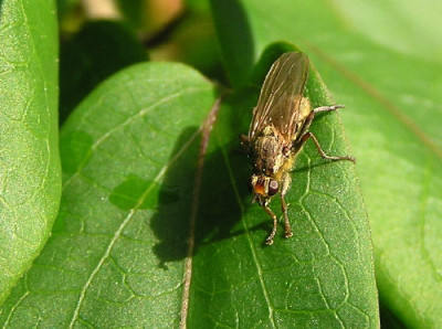 Fliege-Nov-1.jpg