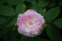 DSC_0079.JPG