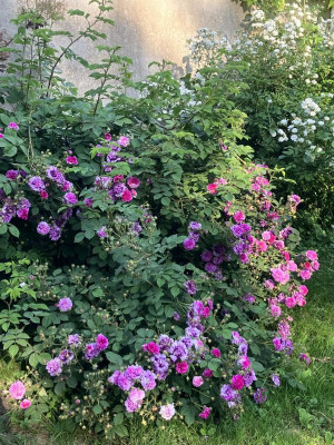 IMG_9142.jpeg