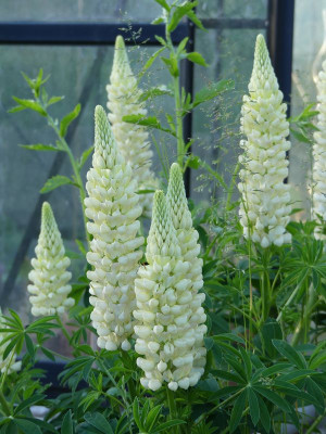 2023-06-02 Lupine 2.jpg