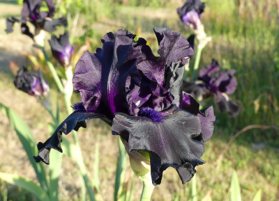 2023-06-02 Iris 'Ghost Train' 1.jpg