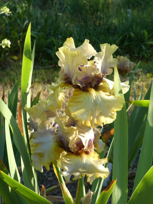 2023-06-02 Iris 'Monsoon Moon' 1.jpg