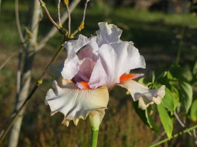 2023-06-02 Iris 'Recent Vintage' 2.jpg