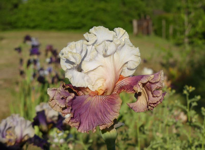 2023-06-02 Iris 'Strawberry Sorbet' 1.jpg