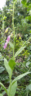 Digitalis-unbekannt-060608.jpg