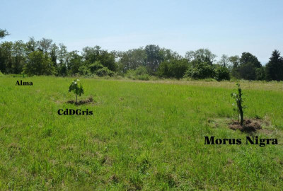 Alma-CdDGris-MN.jpg