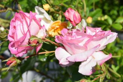 DSC_0315.JPG