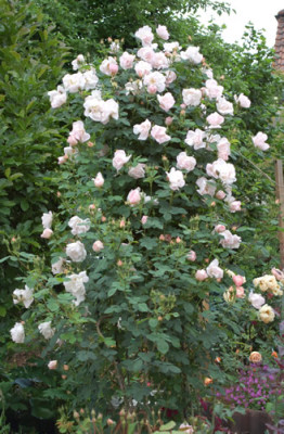 Shropshire_Lass_0010__H_25976.jpg