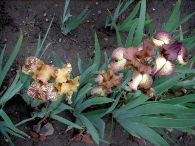 Irisbluete2008_231.jpg