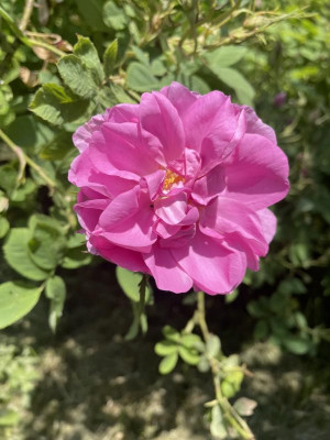 IMG_4320.jpeg