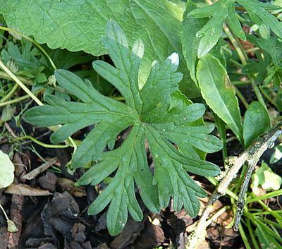 unbekanntes_Geranium_3_fars_2008.jpg