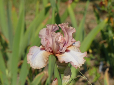 2023-06-03 Iris 'Dance Away' 1.jpg