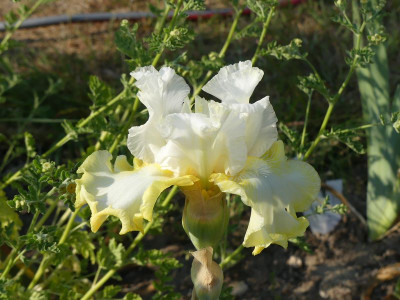 2023-06-03 Iris 'In Style' 1.jpg