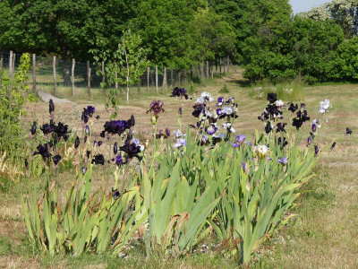 2023-06-03 Iris 1.jpg
