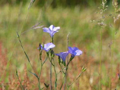 2023-06-03 Linum narbonense 1.jpg