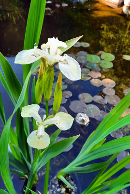 Iris pseudacoris Crème de la Crème.jpg