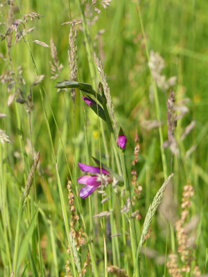 2023-06-03 Gladiolus communis subsp. byzantinus 1.jpg