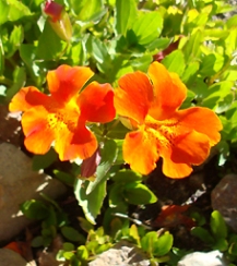 Mimulus_cupreus2.JPG