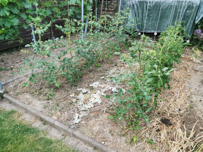 Tomaten 20230602.jpeg