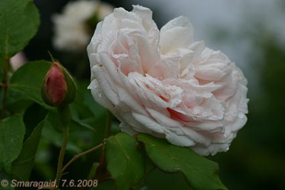 SdM-2008-06-07_1060.jpg