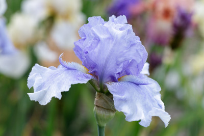 Bugle Boy Blues # BH.jpg