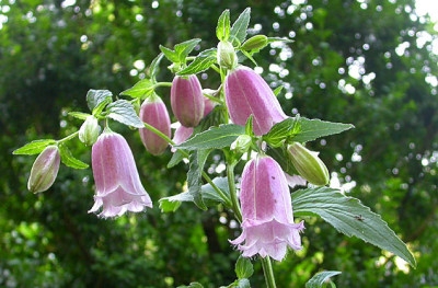 Campanula_punctata_Samling_8.6.08.jpg