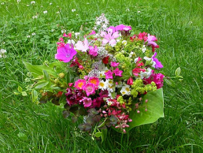 Kleiner_Strau_8.6.08.jpg