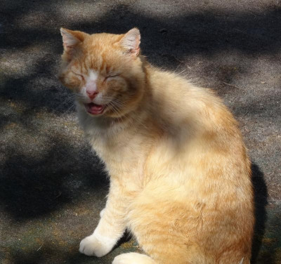 garfield07.jpg