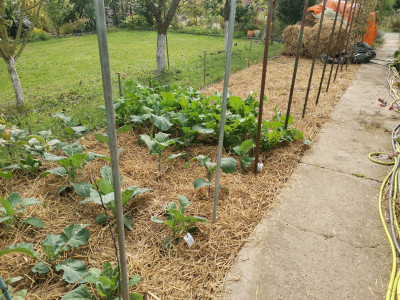 Stroh Mulch 20210926.jpeg