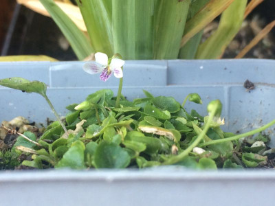 2023-06-04 Viola verecunda var. yakusimana.jpg