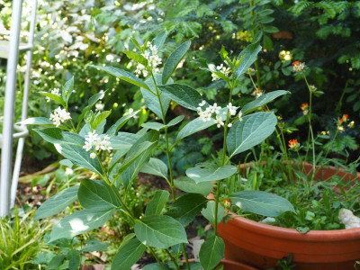 Cynanchum ascyrifolium P6040001.JPG