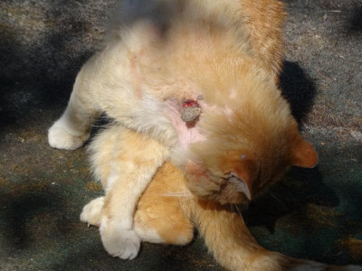 garfield08.jpg
