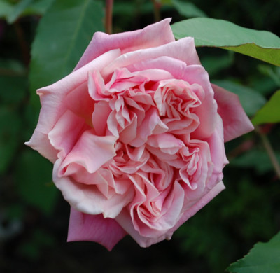 Georgetown_Tea_0010__P_24521.jpg