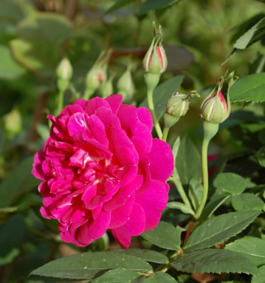 Amadis_0010__K1_24324.jpg