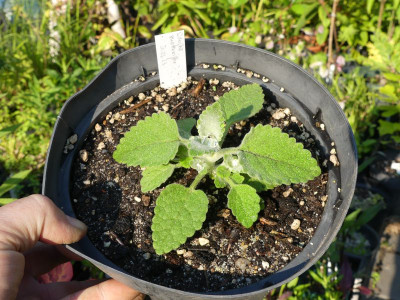 2023-06-04 Sideritis oroteneriffae 1.jpg