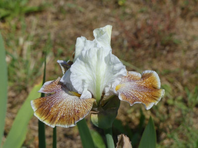 2023-06-04 Iris 'Owyhee Desert' 1.jpg