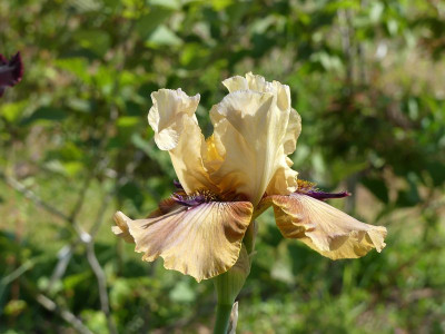 2023-06-04 Iris 'Thornbird' 2.jpg