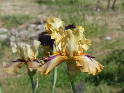 2023-06-04 Iris 'Tigrou' 1.jpg