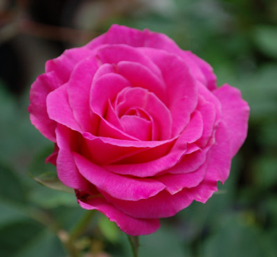 Border_Queen_0010__24415.jpg