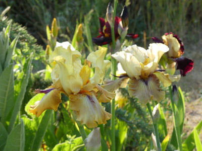 2023-06-04 Iris 1.jpg