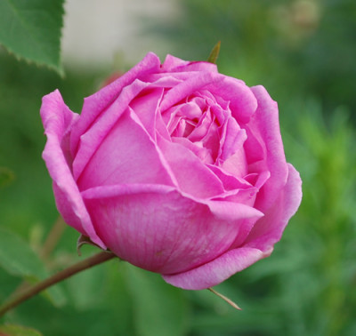 Cornet_0010__R_24439.jpg
